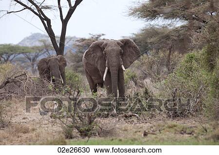 Elephant wildlife in Kenya View Large Photo Image Stock Image - Elephant wildlife in Kenya. Fotosearch