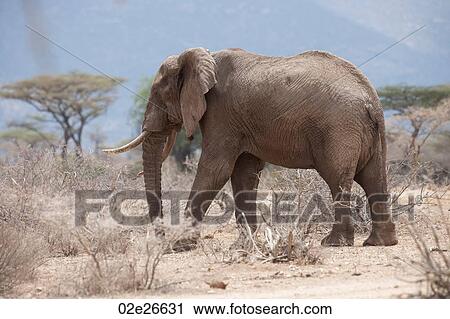 Elephant wildlife in Kenya View Large Photo Image Stock Image - Elephant wildlife in Kenya. Fotosearch