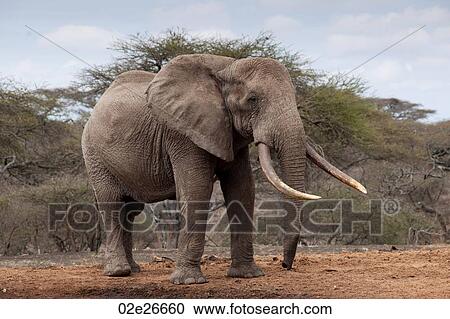 Elephant wildlife in Kenya View Large Photo Image Stock Image - Elephant wildlife in Kenya. Fotosearch