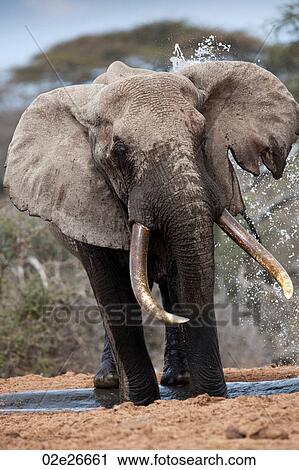Elephant wildlife in Kenya View Large Photo Image Stock Image - Elephant wildlife in Kenya. Fotosearch