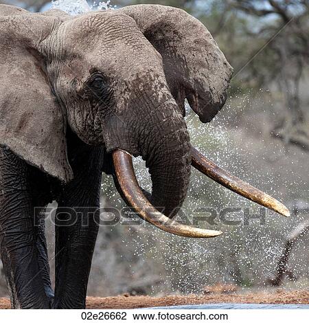 Elephant wildlife in Kenya View Large Photo Image Stock Image - Elephant wildlife in Kenya. Fotosearch