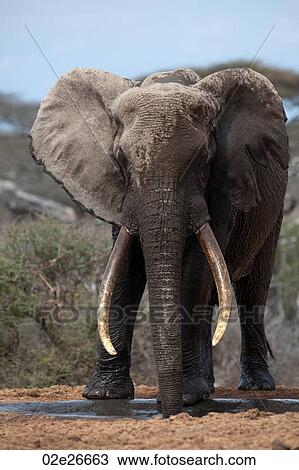 Elephant wildlife in Kenya View Large Photo Image Stock Image - Elephant wildlife in Kenya. Fotosearch