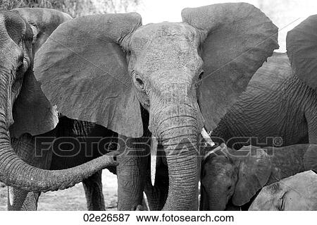 Elephant wildlife in Kenya View Large Photo Image Stock Photo - Elephant wildlife in Kenya. Fotosearch