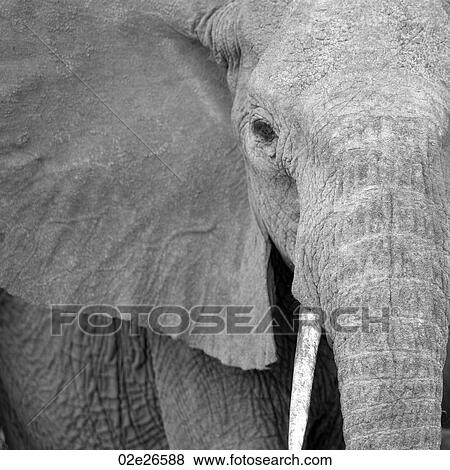 Elephant wildlife in Kenya View Large Photo Image Stock Photo - Elephant wildlife in Kenya. Fotosearch