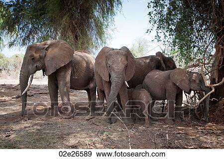 Elephant wildlife in Kenya View Large Photo Image Stock Photo - Elephant wildlife in Kenya. Fotosearch