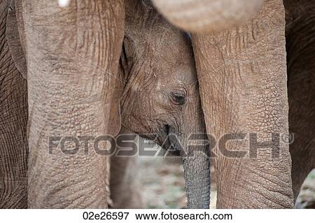 Elephant wildlife in Kenya View Large Photo Image Stock Photo - Elephant wildlife in Kenya. Fotosearch