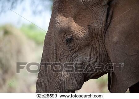 Elephant wildlife in Kenya View Large Photo Image Stock Photo - Elephant wildlife in Kenya. Fotosearch