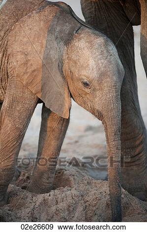 Elephant wildlife in Kenya View Large Photo Image Stock Photo - Elephant wildlife in Kenya. Fotosearch