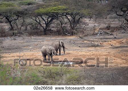 Elephant wildlife in Kenya View Large Photo Image Stock Photo - Elephant wildlife in Kenya. Fotosearch