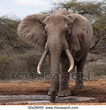 Stock Photo - Elephant wildlife in Kenya. Fotosearch