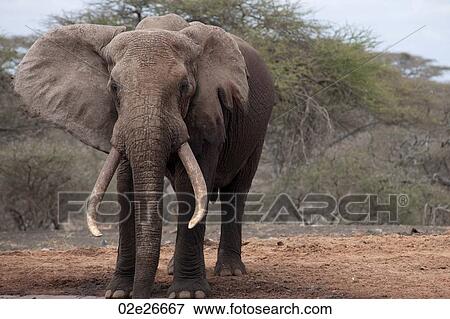 Elephant wildlife in Kenya View Large Photo Image Stock Photo - Elephant wildlife in Kenya. Fotosearch