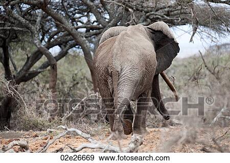 Elephant wildlife in Kenya View Large Photo Image Stock Photo - Elephant wildlife in Kenya. Fotosearch