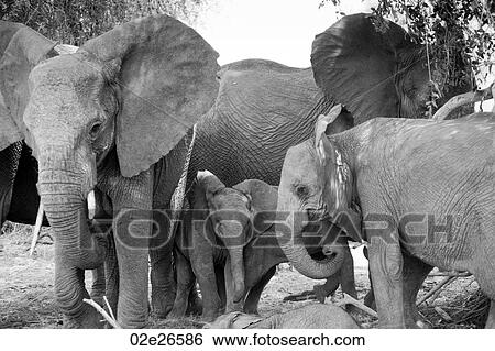 Elephant wildlife in Kenya View Large Photo Image Stock Photograph - Elephant wildlife in Kenya. Fotosearch