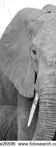 Elephant wildlife in Kenya View Large Photo Image Stock Photograph - Elephant wildlife in Kenya. Fotosearch