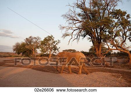 Elephant wildlife in Kenya View Large Photo Image Stock Photograph - Elephant wildlife in Kenya. Fotosearch