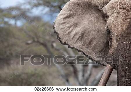 Elephant wildlife in Kenya View Large Photo Image Stock Photograph - Elephant wildlife in Kenya. Fotosearch