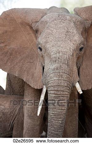 Stock Photography - Elephant wildlife in Kenya. Fotosearch