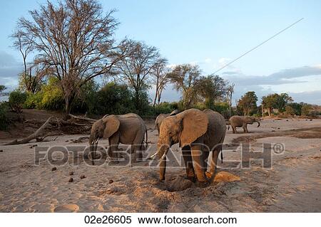 Elephant wildlife in Kenya View Large Photo Image Stock Photography - Elephant wildlife in Kenya. Fotosearch