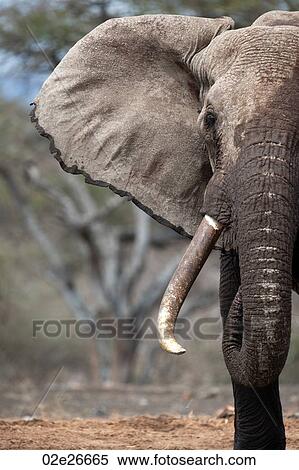 Elephant wildlife in Kenya View Large Photo Image Stock Photography - Elephant wildlife in Kenya. Fotosearch