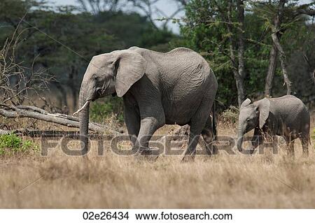 Picture - Elephants in Kenya. Fotosearch