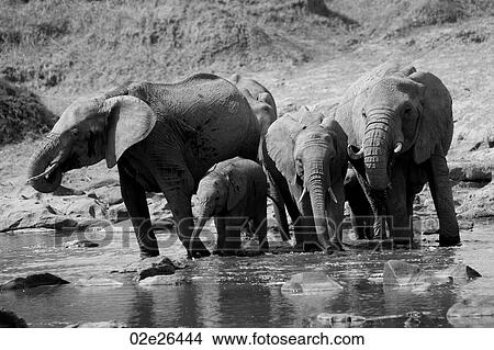 Elephants in Kenya View Large Photo Image Picture - Elephants in Kenya. Fotosearch