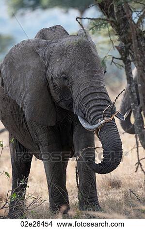 Elephants in Kenya View Large Photo Image Picture - Elephants in Kenya. Fotosearch