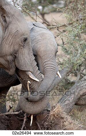 Elephants in Kenya View Large Photo Image Picture - Elephants in Kenya. Fotosearch