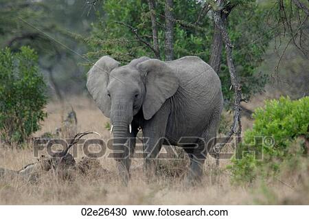 Elephants in Kenya View Large Photo Image Stock Image - Elephants in Kenya. Fotosearch