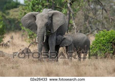 Stock Image - Elephants in Kenya. Fotosearch