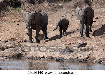 Elephants in Kenya View Large Photo Image Stock Image - Elephants in Kenya. Fotosearch