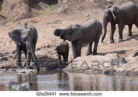 Elephants in Kenya View Large Photo Image Stock Image - Elephants in Kenya. Fotosearch