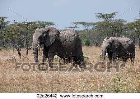 Elephants in Kenya View Large Photo Image Stock Image - Elephants in Kenya. Fotosearch
