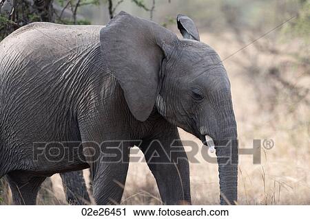Elephants in Kenya View Large Photo Image Stock Image - Elephants in Kenya. Fotosearch