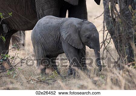 Elephants in Kenya View Large Photo Image Stock Image - Elephants in Kenya. Fotosearch