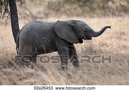 Elephants in Kenya View Large Photo Image Stock Image - Elephants in Kenya. Fotosearch