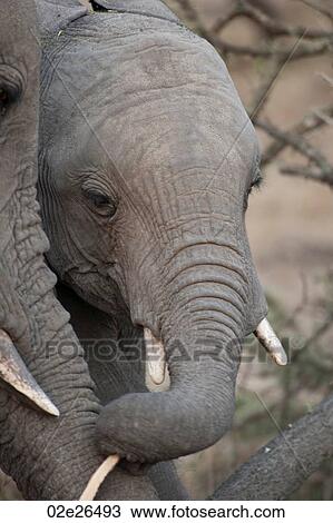 Elephants in Kenya View Large Photo Image Stock Image - Elephants in Kenya. Fotosearch