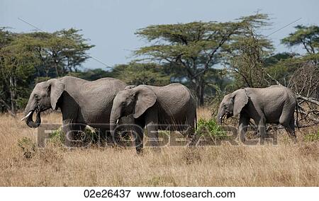 Stock Photo - Elephants in Kenya. Fotosearch