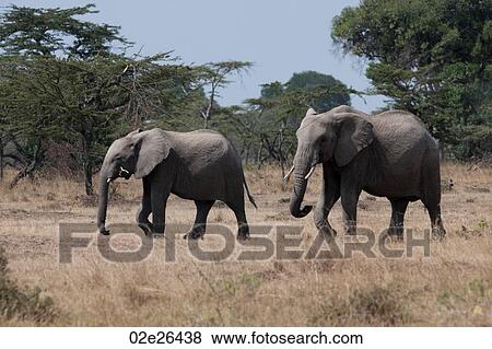 Stock Photo - Elephants in Kenya. Fotosearch