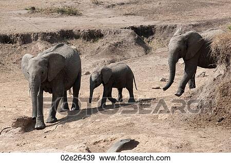 Elephants in Kenya View Large Photo Image Stock Photo - Elephants in Kenya. Fotosearch