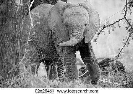 Elephants in Kenya View Large Photo Image Stock Photo - Elephants in Kenya. Fotosearch