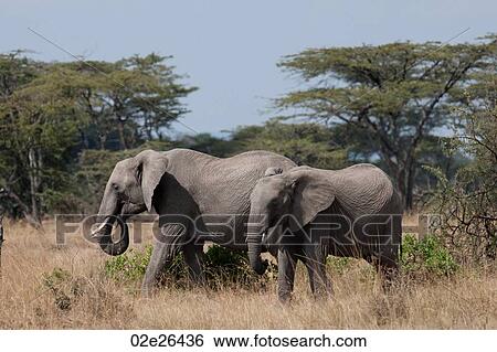 Elephants in Kenya View Large Photo Image Stock Photograph - Elephants in Kenya. Fotosearch