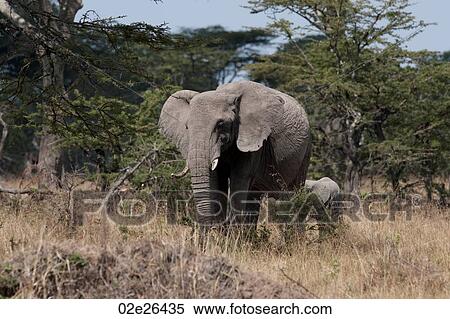 Stock Photography - Elephants in Kenya. Fotosearch