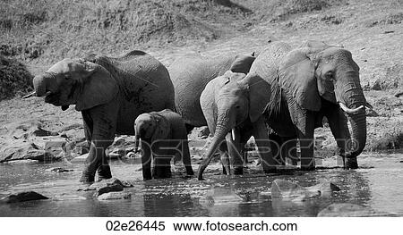 Elephants in Kenya View Large Photo Image Stock Photography - Elephants in Kenya. Fotosearch