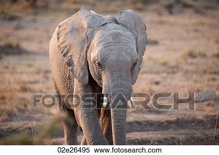 Elephants in Kenya View Large Photo Image Stock Photography - Elephants in Kenya. Fotosearch