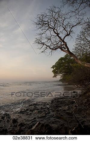 Stock Image - evening at the ocean with a bare tree overhanging the water at Costa Rica. Fotosearch
