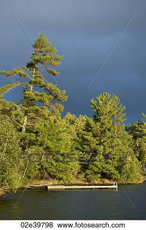 Evergreen trees along shoreline at Lake of the Woods, Ontario View Large Photo Image Stock Photo - Evergreen trees along shoreline at Lake of the Woods, Ontario. Fotosearch