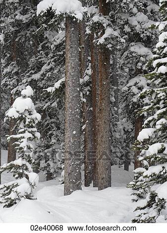 Evergreens covered with snow in Vail, Colorado View Large Photo Image Stock Photo - Evergreens covered with snow in Vail, Colorado . Fotosearch