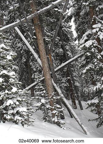Evergreens covered with snow in Vail, Colorado View Large Photo Image Stock Photo - Evergreens covered with snow in Vail, Colorado . Fotosearch