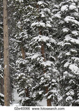 Evergreens covered with snow in Vail, Colorado View Large Photo Image Stock Photograph - Evergreens covered with snow in Vail, Colorado . Fotosearch