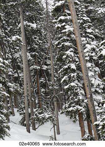 Evergreens covered with snow in Vail, Colorado View Large Photo Image Stock Photography - Evergreens covered with snow in Vail, Colorado . Fotosearch